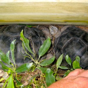 ALDABRA BREEDER