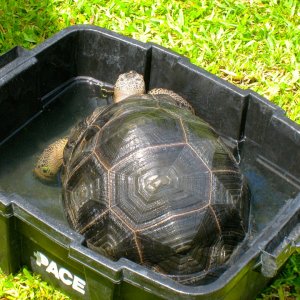 ALDABRA BREEDER