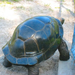 ALDABRA BREEDER