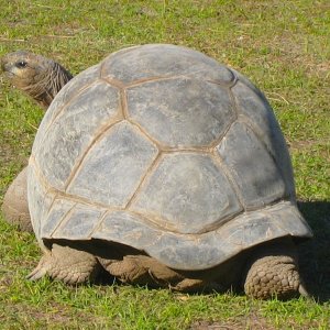 ALDABRA BREEDER