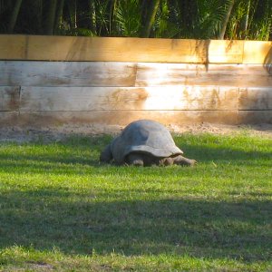 ALDABRA BREEDER