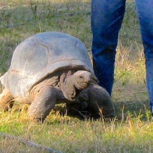 ALDABRA BREEDER