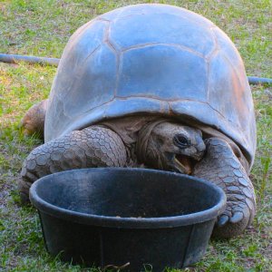 ALDABRA BREEDER