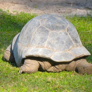 ALDABRA BREEDER