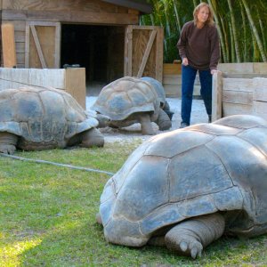 ALDABRA BREEDER