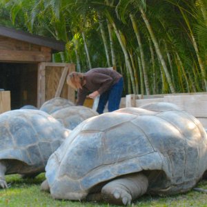 ALDABRA BREEDER