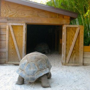 ALDABRA BREEDER