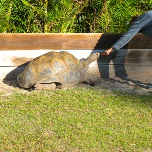 ALDABRA BREEDER