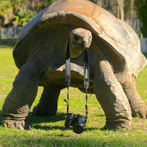 ALDABRA BREEDER