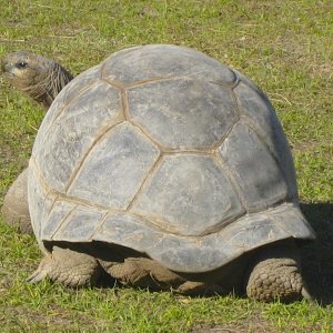 ALDABRA BREEDER