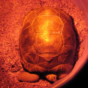 ALDABRA BREEDER