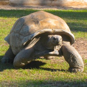 ALDABRA BREEDER