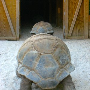 ALDABRA BREEDER