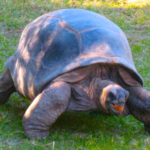 ALDABRA BREEDER