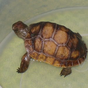 ALDABRA BREEDER