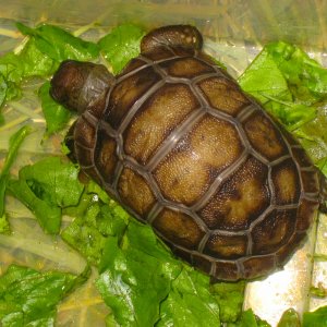 ALDABRA BREEDER