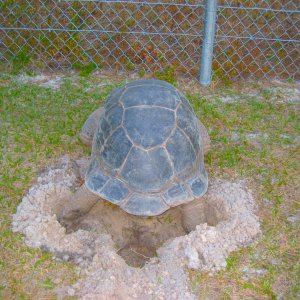 ALDABRA BREEDER