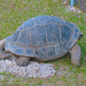 ALDABRA BREEDER