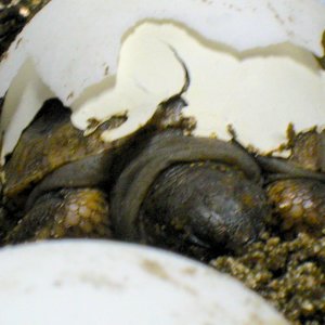 ALDABRA BREEDER