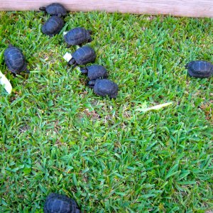 ALDABRA BREEDER