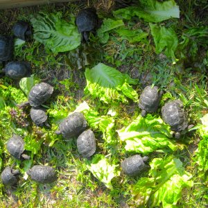 ALDABRA BREEDER
