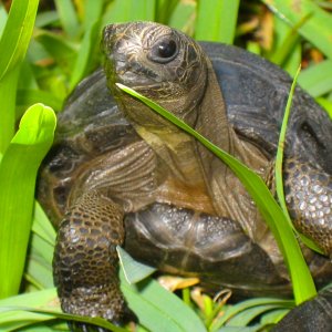 ALDABRA BREEDER