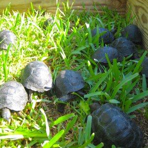 ALDABRA BREEDER