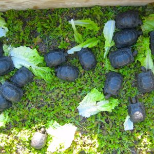 ALDABRA BREEDER