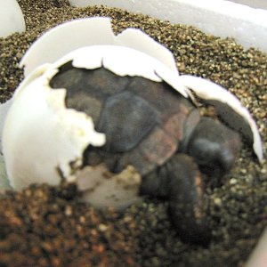 ALDABRA BREEDER