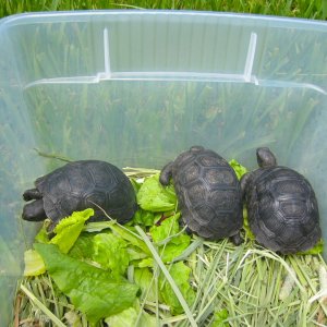 ALDABRA BREEDER