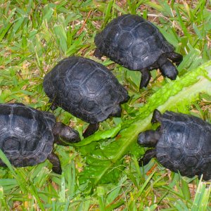 ALDABRA BREEDER