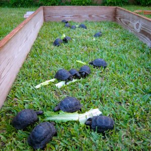 ALDABRA BREEDER