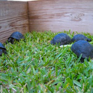 ALDABRA BREEDER