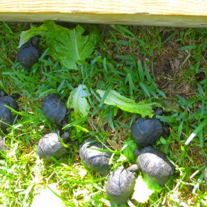 ALDABRA BREEDER