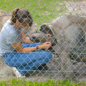 ALDABRA BREEDER