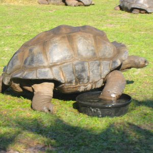 ALDABRA BREEDER