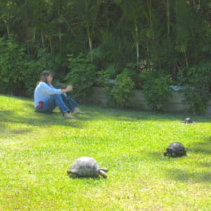 ALDABRA BREEDER