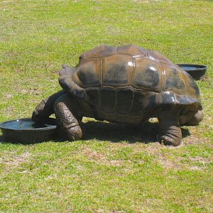 ALDABRA BREEDER
