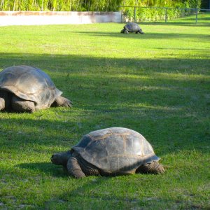 ALDABRA BREEDER