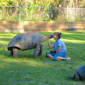 ALDABRA BREEDER