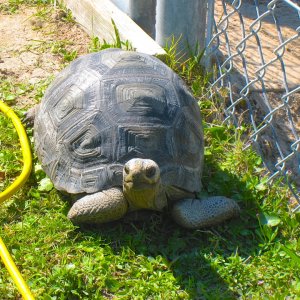 ALDABRA BREEDER