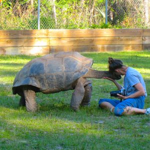 ALDABRA BREEDER