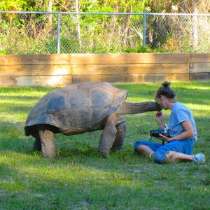 ALDABRA BREEDER