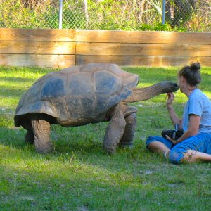ALDABRA BREEDER