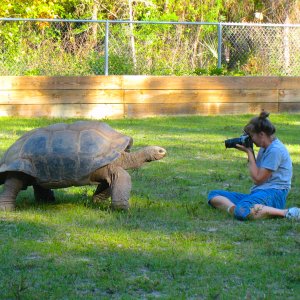 ALDABRA BREEDER