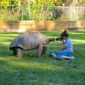 ALDABRA BREEDER