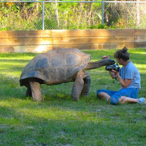 ALDABRA BREEDER