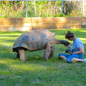 ALDABRA BREEDER