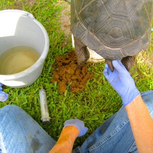 ALDABRA BREEDER