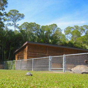 ALDABRA BREEDER